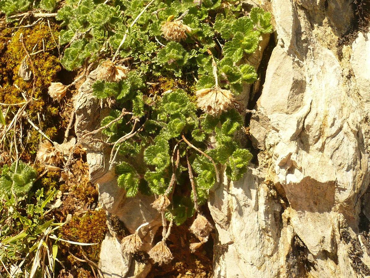 Teucrium pyrenaicum (Lamiaceae)